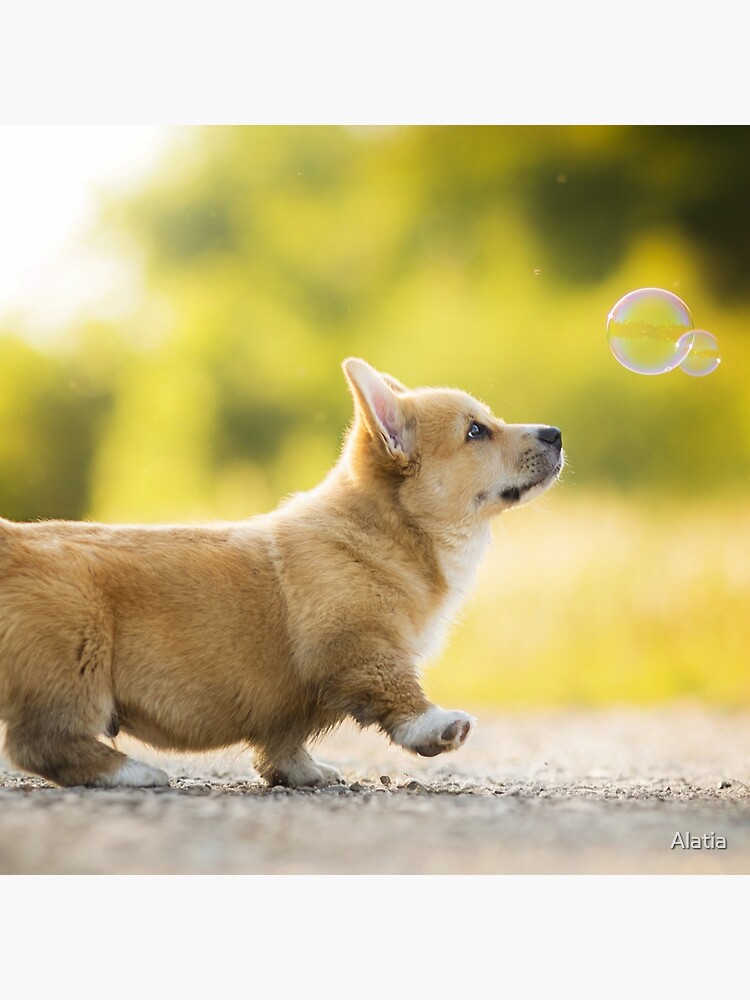 Cute Little Corgi Leggings by Antique Images