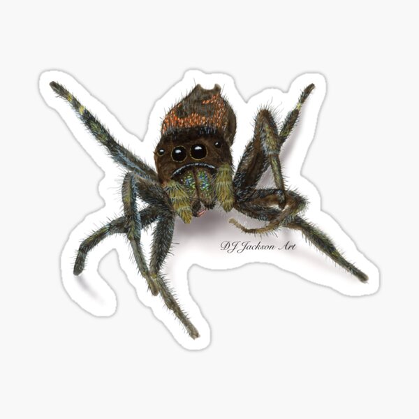 Red-Backed Jumping Spider Sticker