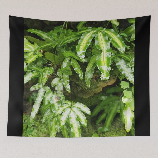 Item preview, The Fernery designed and sold by Betty Mackey.