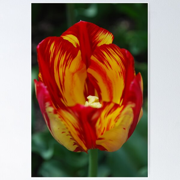 Item preview, Tulilp at the park.  Yellow and Red designed and sold by Lozzar Flowers & Art.