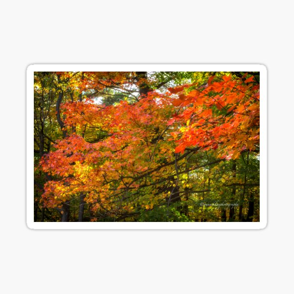 Item preview, Autumn Colours - MacKenzie-King Estate designed and sold by Yannik Hay.