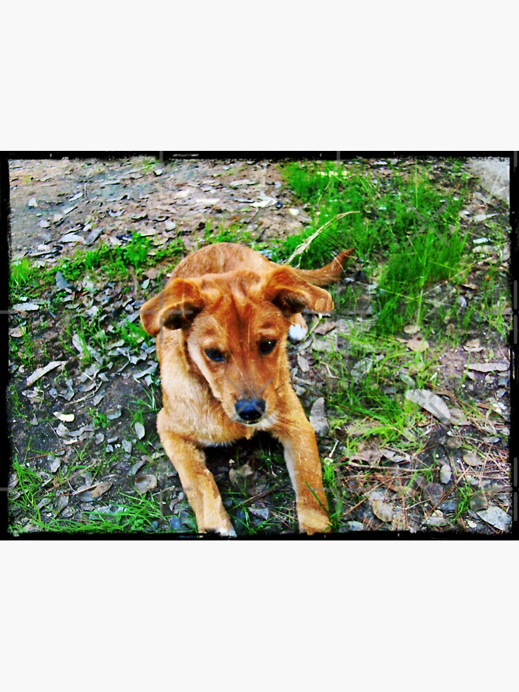 Dogs by PicsByMi