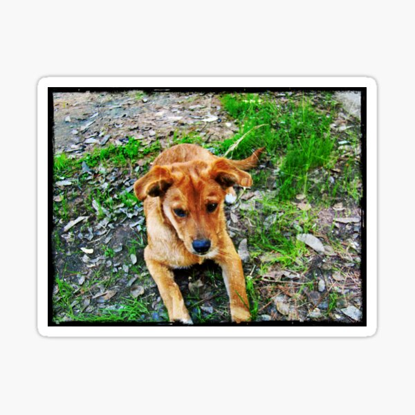 Dogs Sticker