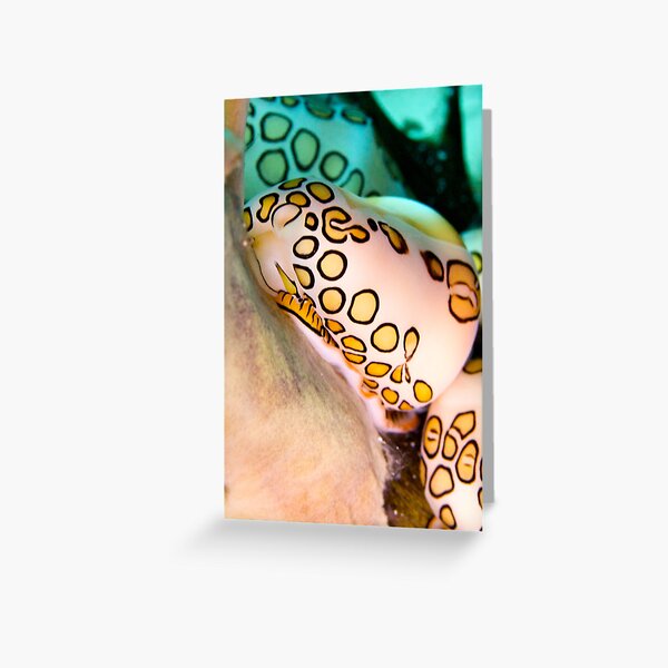 Flamingo Tongue Greeting Card