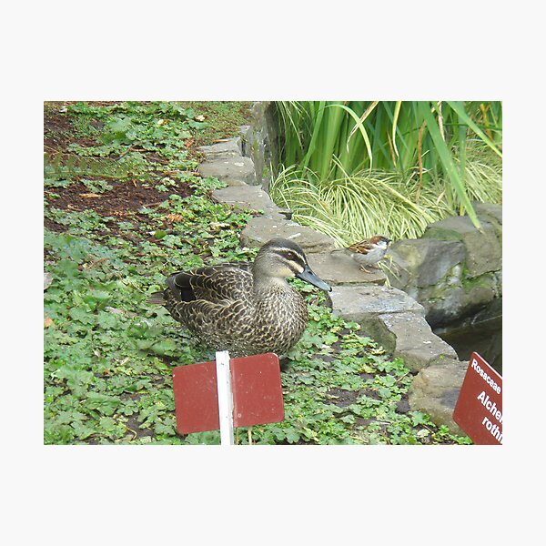 Big Burd Wee burd Photographic Print