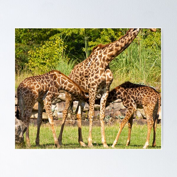 Item preview, "What's for Lunch?" designed and sold by Robert Burdick.