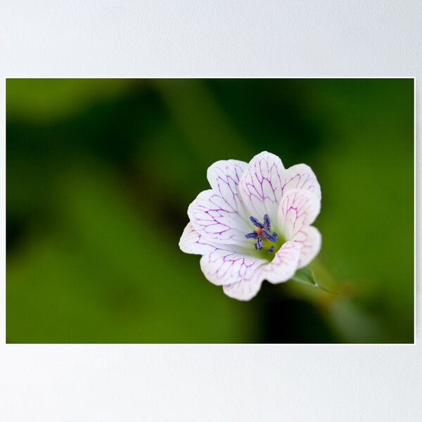 Item preview, Sharp designed and sold by iltby.