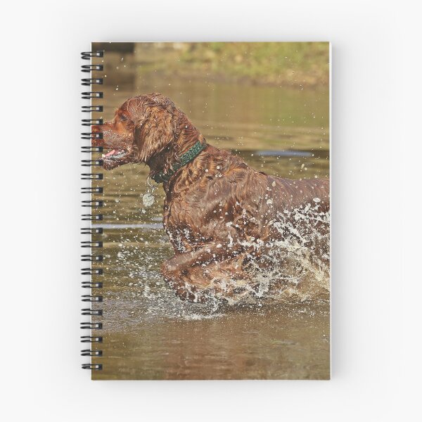 Item preview, Setter Splash designed and sold by DJP64.