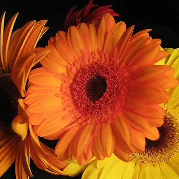 Artwork thumbnail, Gerberas by Patsy Smiles