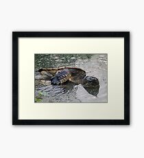 WTF TURTLES Framed Print
