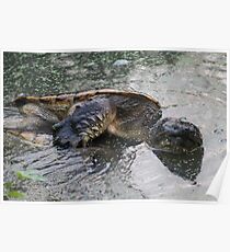 WTF TURTLES Poster