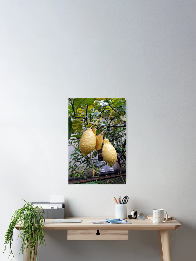 Thumbnail 2 of 3, Poster, Lemons designed and sold by Roberta Angiolani.