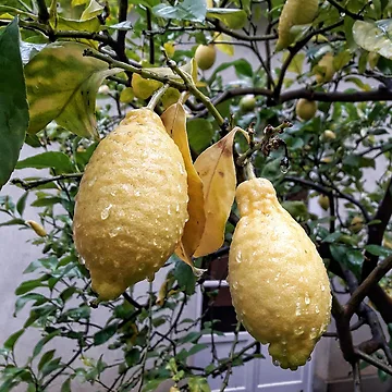Artwork thumbnail, Lemons by Roberta Angiolani