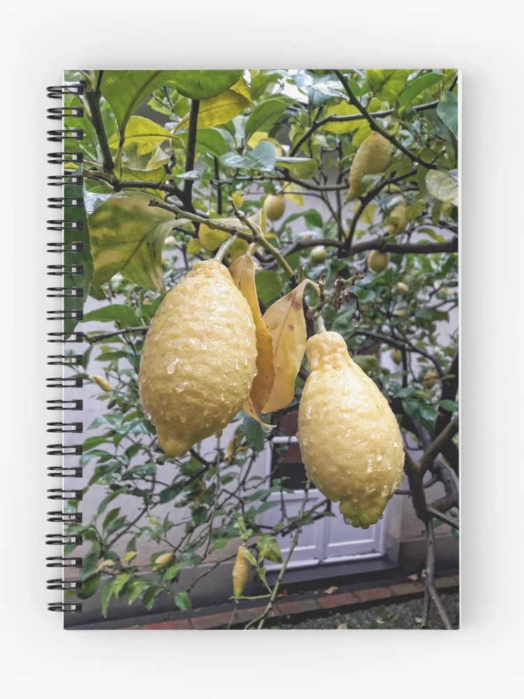Thumbnail 1 of 3, Journal, Lemons designed and sold by Roberta Angiolani.