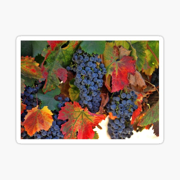 Item preview, Harvest Vineyard Wine Country designed and sold by Stephanie Laird.