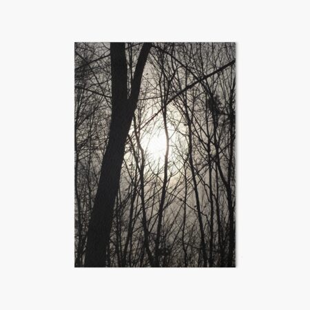 Trees in Shadow Art Board Print