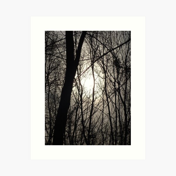 Trees in Shadow Art Print