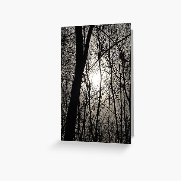Trees in Shadow Greeting Card
