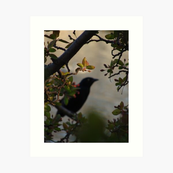 Black Bird and Rose Branches Art Print