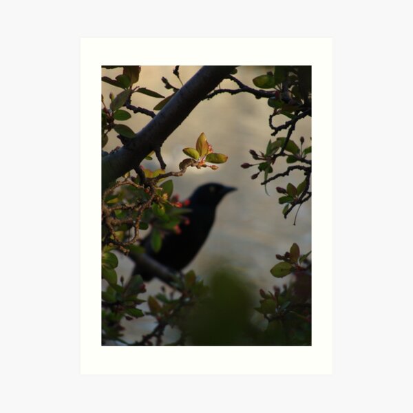 Black Bird and Rose Branches Art Print