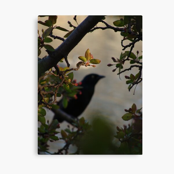 Black Bird and Rose Branches Canvas Print