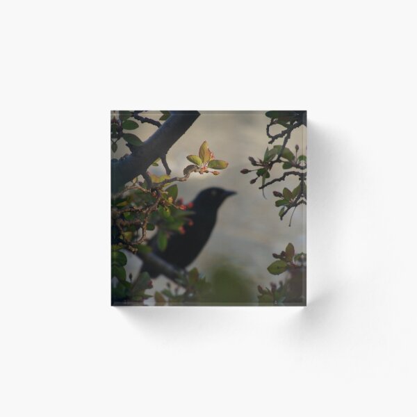 Black Bird and Rose Branches Acrylic Block