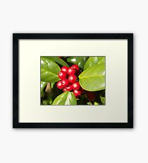 Holly Framed Print