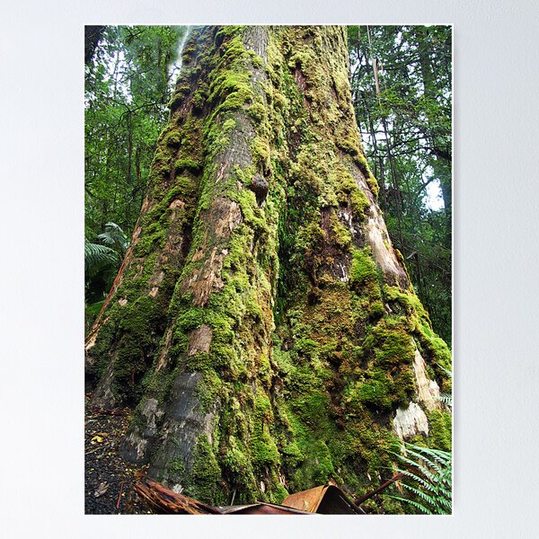 Item preview, Tree in Tara Bulga National Park, East Gippsland Victoria designed and sold by Bev Pascoe.