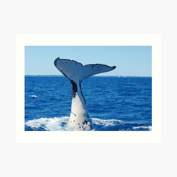 Mighty humpback downward Art Print
