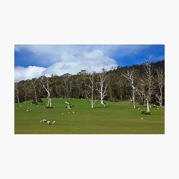 Aperçu de l'œuvre Randalls Bay Paddock créée et vendue par Chris Cobern.