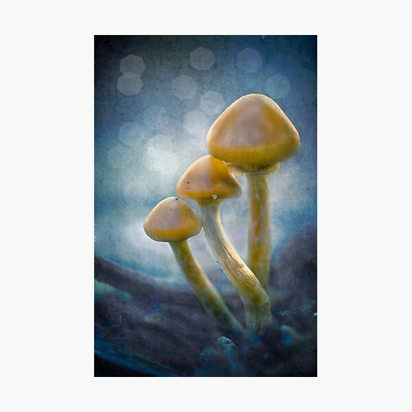 Magic Mushrooms Photographic Print