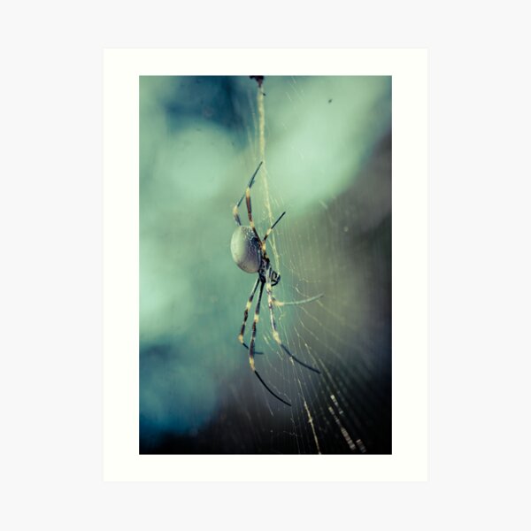 Orb Weaver Art Print