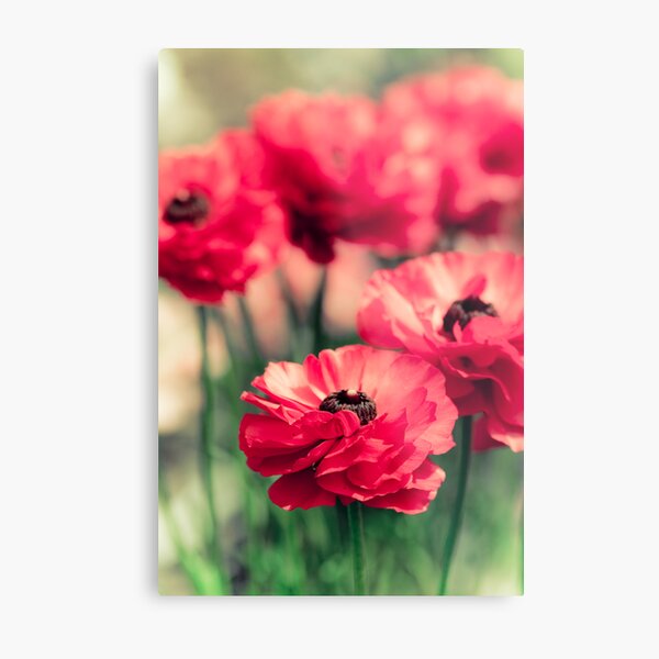 Ranuculars Metal Print