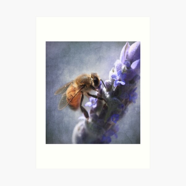 Lavander bee Art Print