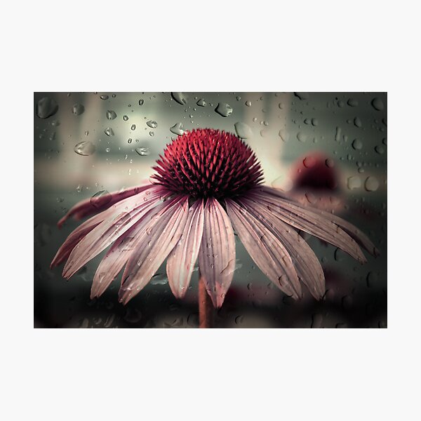 sad solitude Photographic Print