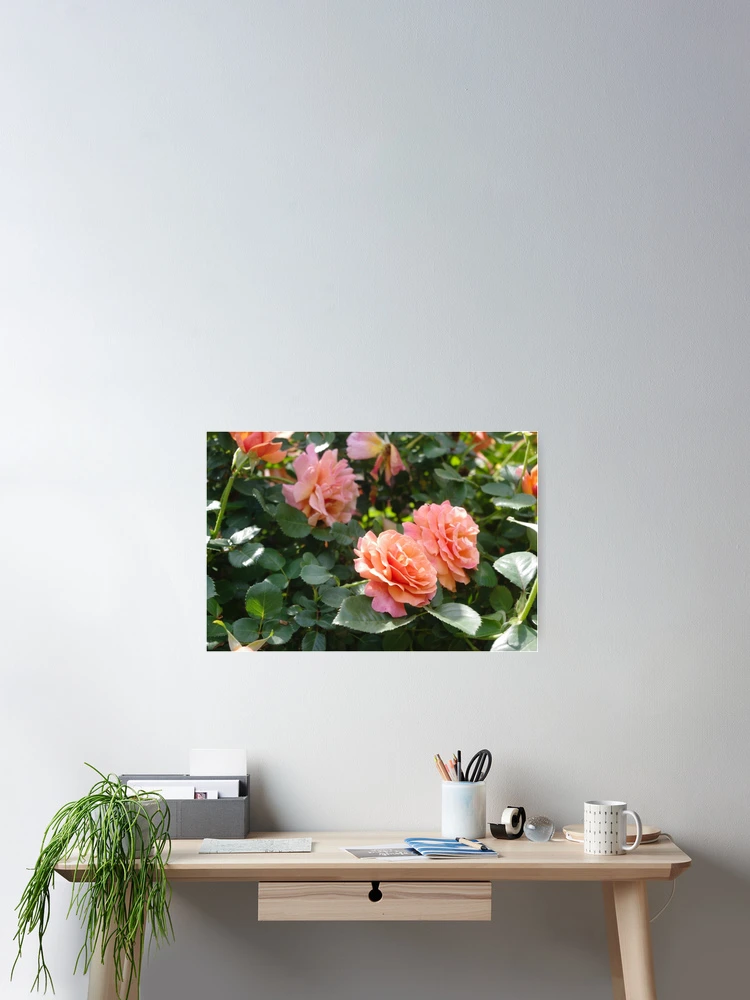 Thumbnail 2 of 3, Poster, Pink Roses designed and sold by Aaron McDermott.