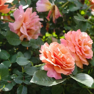 Artwork thumbnail, Pink Roses by Aaron McDermott