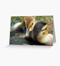 Ducks Greeting Card