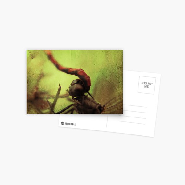 dragonfly world Postcard
