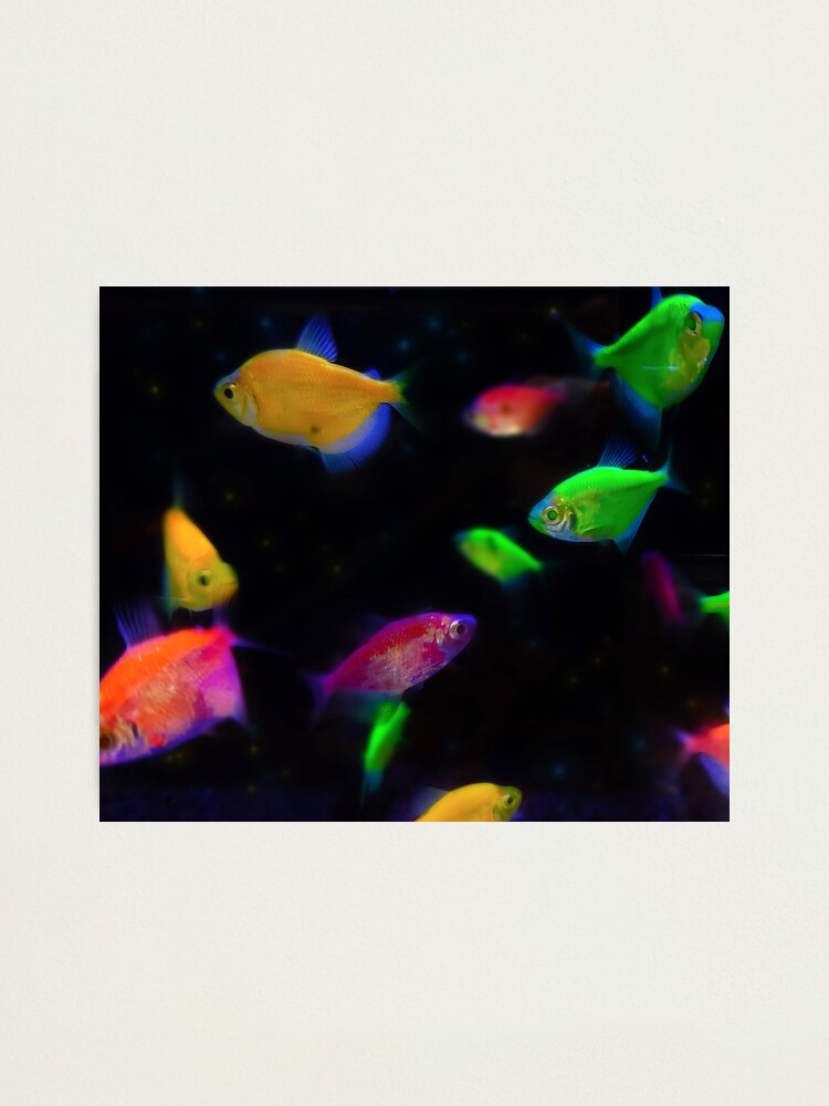 Aquarium Fish Black Neon Tetra For sale as Framed Prints, Photos, Wall Art  and Photo Gifts