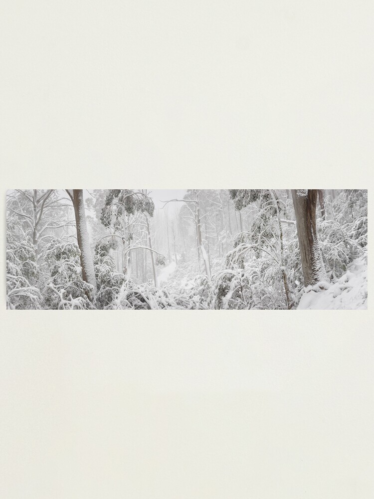 Thumbnail 2 of 3, Photographic Print, Snowy Trees, Alpine National Park, Victoria, Australia designed and sold by Michael Boniwell.