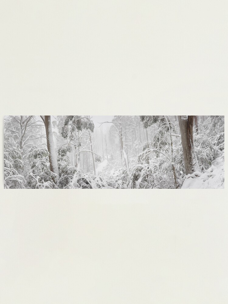 Thumbnail 2 of 3, Photographic Print, Snowy Trees, Alpine National Park, Victoria, Australia designed and sold by Michael Boniwell.