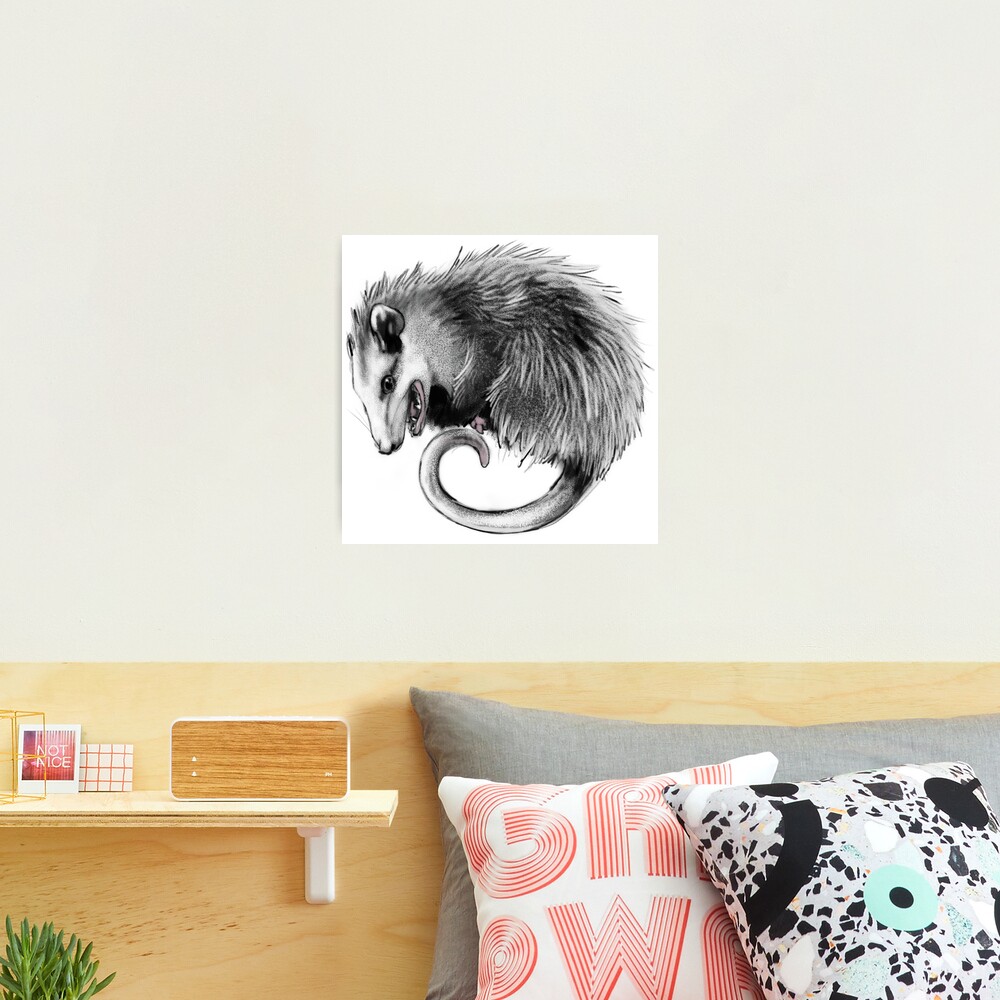 Virginia Opossum Photographic Print