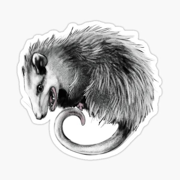 Virginia Opossum Sticker