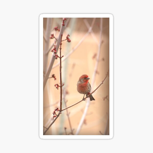 Item preview, Cute Little House Finch designed and sold by K D Graves Photography.