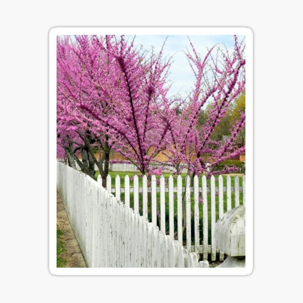 Item preview, Pink blooms and fence, Colonial Williamsburg, Virginia designed and sold by fellowsden.