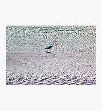 Water Walker Photographic Print