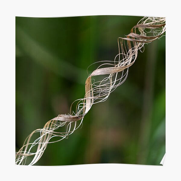 DNA Strand Poster
