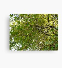 Crab Apple Greens Canvas Print