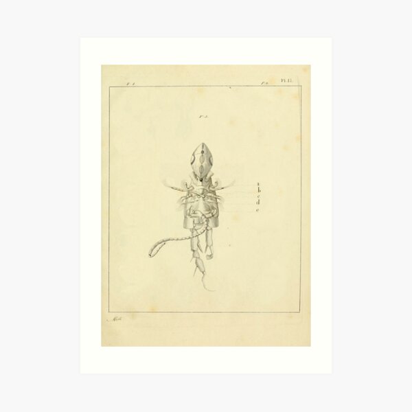 Retro Alien: Nuveri Art Print